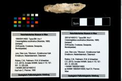 Foto (Objekt + Etikett) von Cracensigillatus acutirostrus (Moericke, 1889)  (NHMW-GEO-1990-0041-4683)